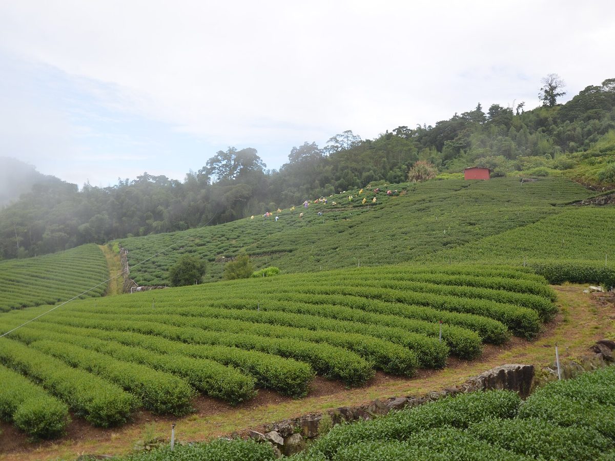 Alishan tea — loose leaves